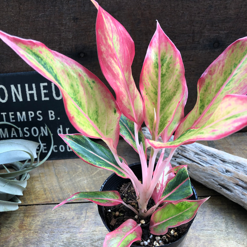 激レア　アグラオネマ　Aglaonema サイアムオーロラ アグラオネマ サイアム オーロラ 斑入 「Aglaonema Siam Aurora