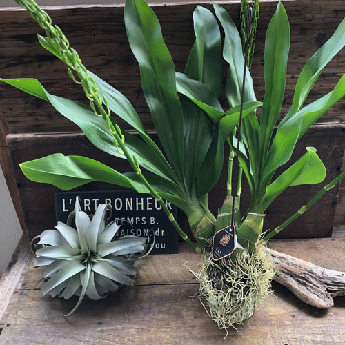 特大サイズ♡もじゃマトフィラム♡根っこを楽しむ