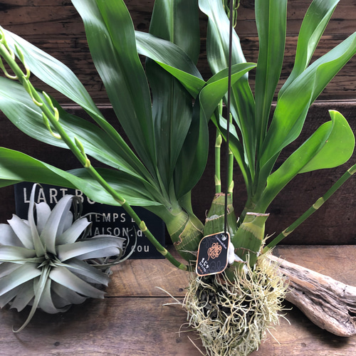 ★もじゃマトフィラム♡コロッケもじゃ♡ グラマトフィラム・スクリプタム ヒヒマヌ もじゃマトフィラム♡コロッケもじゃ♡根っこを楽しむ