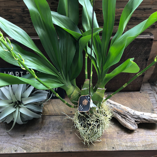 もじゃマトフィラム　グラマトフィラム・スクリプタム ヒヒマヌ　花付き　観葉植物 グラマトフィラム：スクリプタム ヒヒマヌ吊り仕立て（Lサイズ