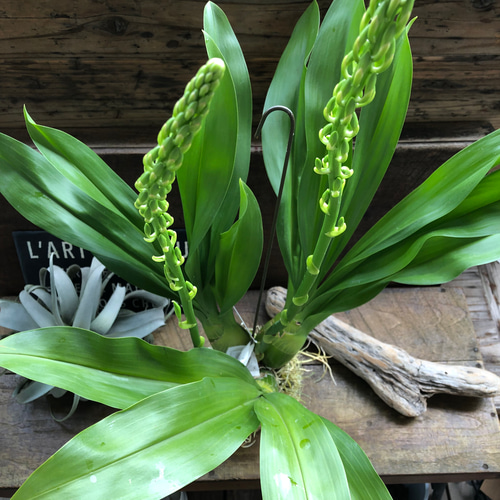 ★もじゃマトフィラム♡コロッケもじゃ♡ グラマトフィラム・スクリプタム ヒヒマヌ もじゃマトフィラム)グラマトフィラム スクリプタム ヒヒマヌ 2