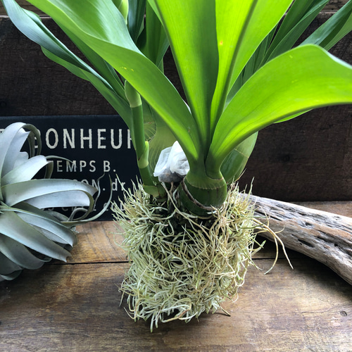 特大サイズ♡もじゃマトフィラム♡根っこを楽しむ