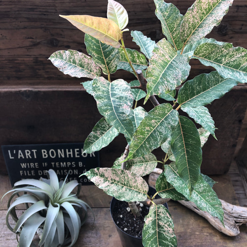 フィカス　ビレンス（スノーストーム）　希少　送料無料 フィカス ビレンス（スノーストーム） 希少 送料無料 - メルカリ