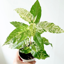 開花中✨ オリーブ チプレッシーノ Lサイズ 観葉植物 calm cafe 特A品】オリーブ チプレッシーノ Lサイズ 観葉植物 calm cafe
