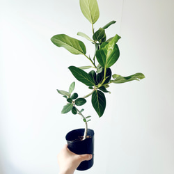 開花中✨ オリーブ チプレッシーノ Lサイズ 観葉植物 calm cafe 新入荷】オリーブ チプレッシーノ Lサイズ 観葉植物 calm cafe