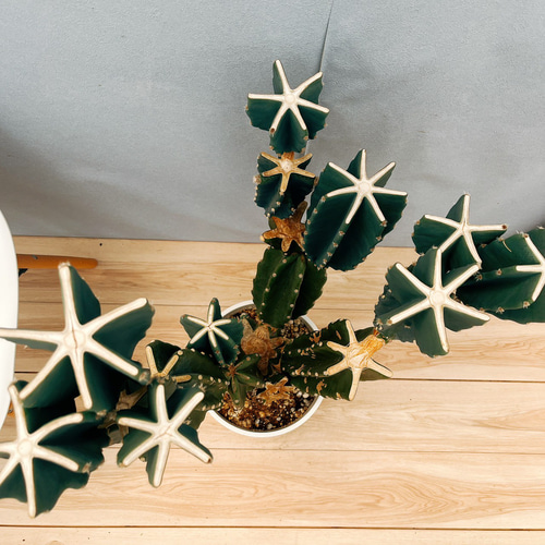 現品］☆人気☆ 16番 柱サボテン 鬼面角 ブランチ 8号 観葉植物 室内