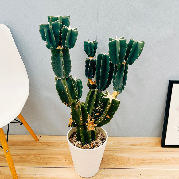 ［現品］☆人気☆ 16番　柱サボテン　鬼面角 ブランチ　8号　観葉植物　大型 現品］☆人気☆ 16番 柱サボテン 鬼面角 ブランチ 8号 観葉植物 室内