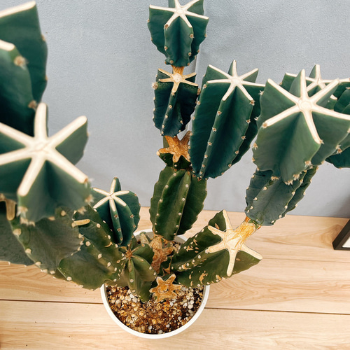 ［現品］☆人気☆ 16番　柱サボテン　鬼面角 ブランチ　8号　観葉植物　大型 現品］☆人気☆ 16番 柱サボテン 鬼面角 ブランチ 8号 観葉植物 室内