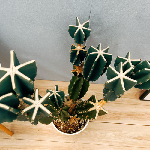 現品］☆人気☆ 16番 柱サボテン 鬼面角 ブランチ 8号 観葉植物 室内