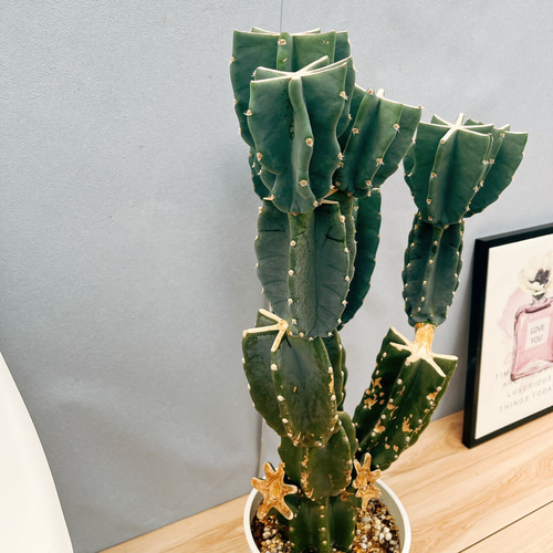 現品］☆人気☆ 16番 柱サボテン 鬼面角 ブランチ 8号 観葉植物 室内