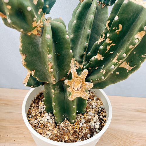 ［現品］☆人気☆ 16番　柱サボテン　鬼面角 ブランチ　8号　観葉植物　大型 現品］☆人気☆ 16番 柱サボテン 鬼面角 ブランチ 8号 観葉植物 室内