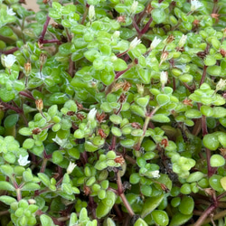 レーマニー錦＊多肉植物＊抜き苗 多肉植物 ＊N＊ 通販 19189220