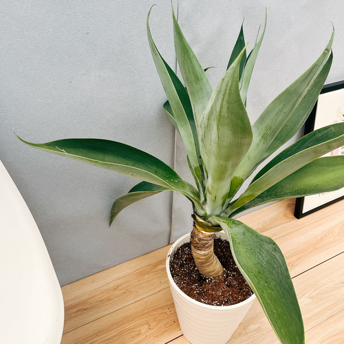 現品］【希少】55番 アガベ アテナータ ボーチンブルー 8号 観葉植物