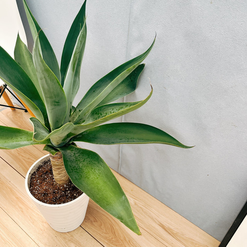 現品］【希少】55番 アガベ アテナータ ボーチンブルー 8号 観葉植物