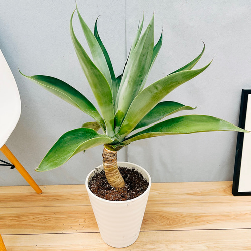 人気❗️ アガベ ボーチンブルー アテナータ 観葉植物 お祝い 開店祝い