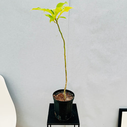 現品］☆人気☆ 6番 キンコウボク 6号 観葉植物 屋外 珍しい