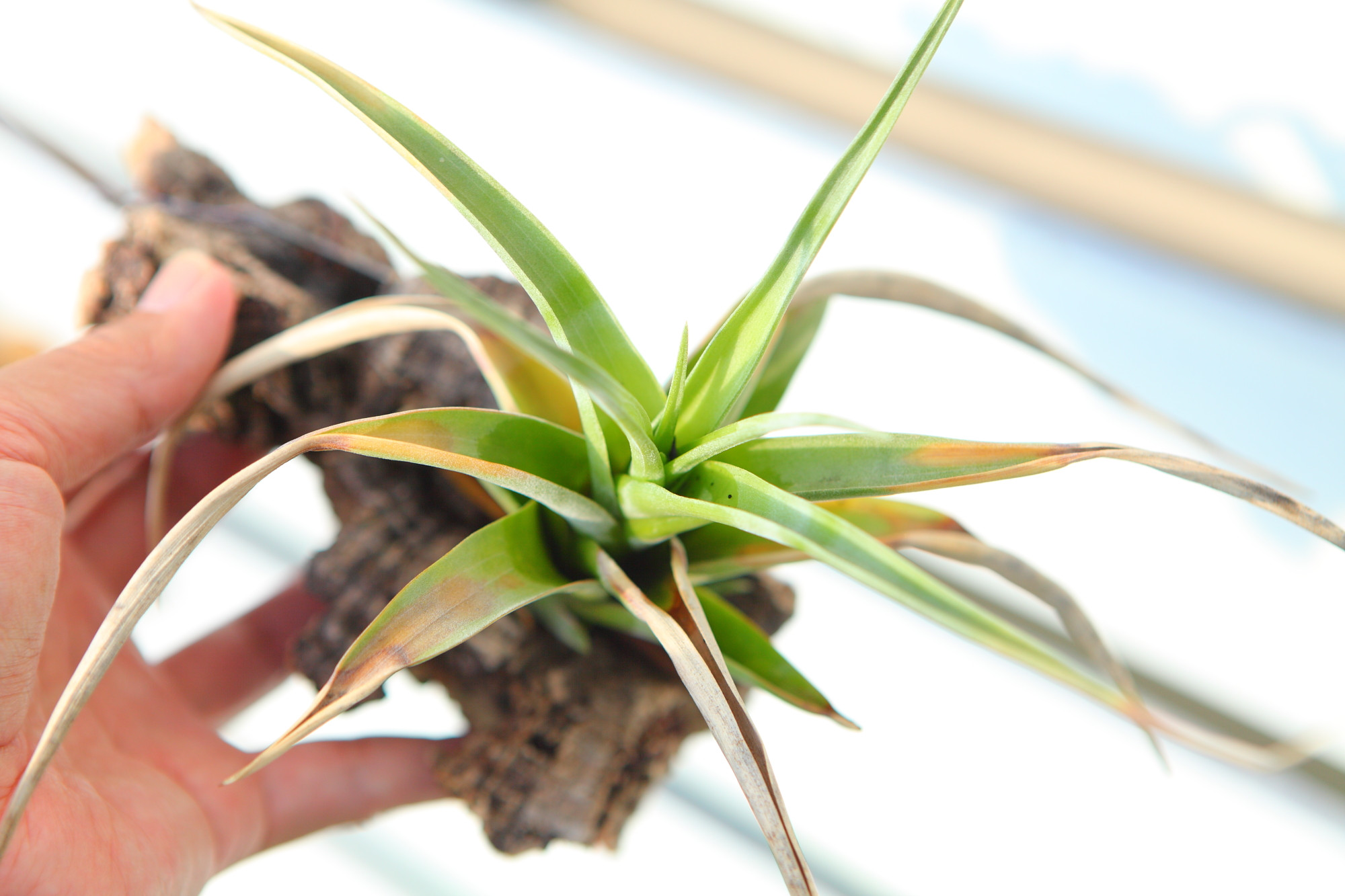 Tillandsia flexuosa】チランジア フレクスオーサ コルク付け No.K110