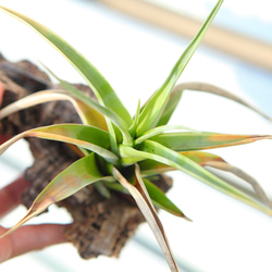 現品【P.ridleyi 】ビカクシダ リドレイ コルク付けNo328 多肉植物 匠