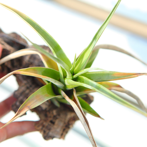 Tillandsia flexuosa】チランジア フレクスオーサ コルク付け No.K110