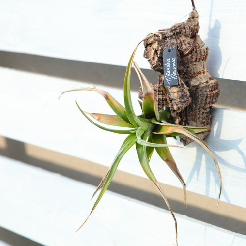 Tillandsia flexuosa】チランジア フレクスオーサ コルク付け No.K110