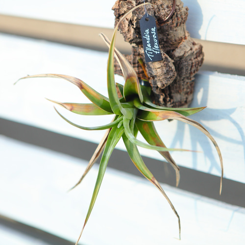Tillandsia flexuosa】チランジア フレクスオーサ コルク付け No.K110