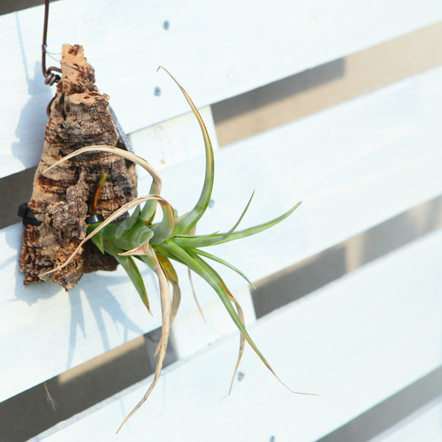Tillandsia flexuosa】チランジア フレクスオーサ コルク付け No.K110