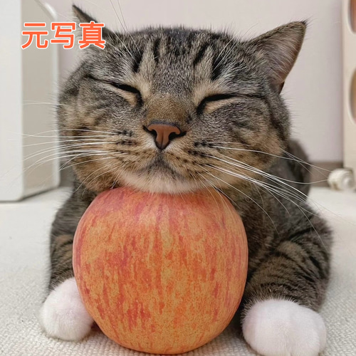 DIYペイントbyナンバー写真カスタムオーダー油絵ペット家族友人