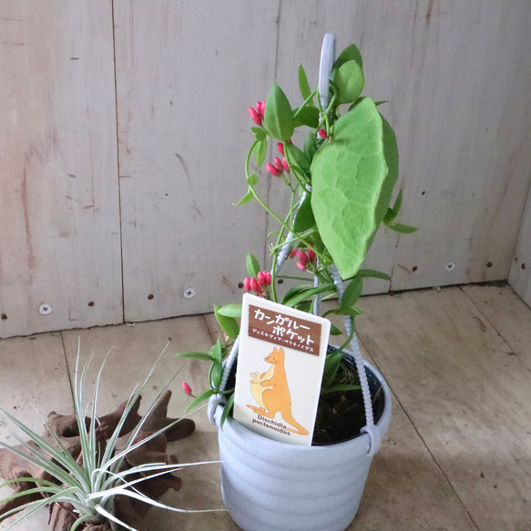 カンガルーポケット♡ディスキディア♡観葉植物♡鉢ごと♡ 10枚目の画像