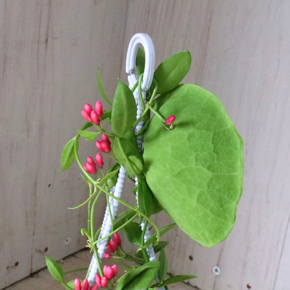 カンガルーポケット♡ディスキディア♡観葉植物♡鉢ごと♡ 11枚目の画像