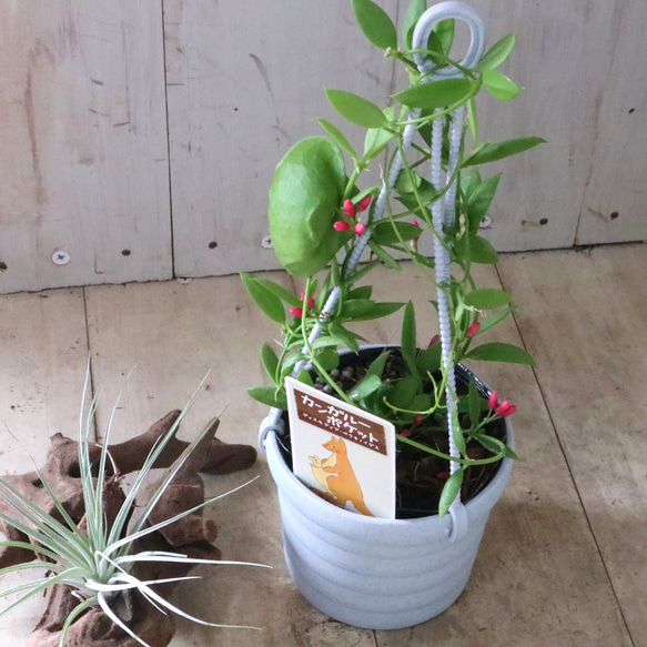 カンガルーポケット♡ディスキディア♡観葉植物♡鉢ごと♡ 17枚目の画像