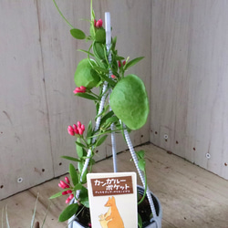 カンガルーポケット♡ディスキディア♡観葉植物♡鉢ごと♡ 5枚目の画像