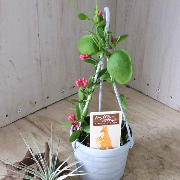 カンガルーポケット♡ディスキディア♡観葉植物♡鉢ごと♡ 2枚目の画像