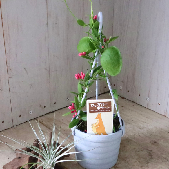 カンガルーポケット♡ディスキディア♡観葉植物♡鉢ごと♡ 3枚目の画像