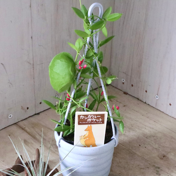 カンガルーポケット♡ディスキディア♡観葉植物♡鉢ごと♡ 12枚目の画像