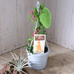 カンガルーポケット♡ディスキディア♡観葉植物♡鉢ごと♡ 9枚目の画像