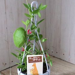 カンガルーポケット♡ディスキディア♡観葉植物♡鉢ごと♡ 15枚目の画像