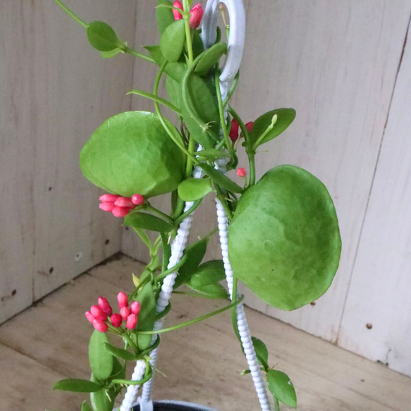 カンガルーポケット♡ディスキディア♡観葉植物♡鉢ごと♡ 6枚目の画像