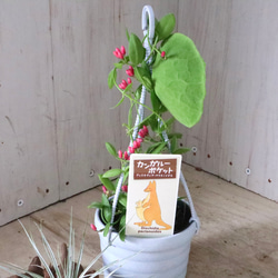 カンガルーポケット♡ディスキディア♡観葉植物♡鉢ごと♡ 8枚目の画像