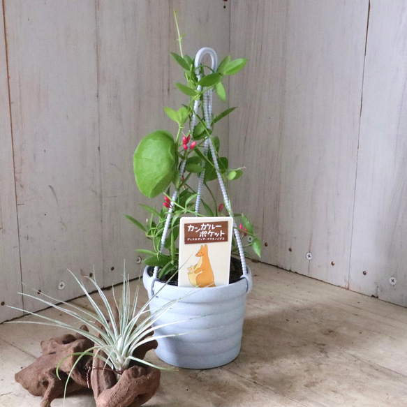 カンガルーポケット♡ディスキディア♡観葉植物♡鉢ごと♡ 14枚目の画像