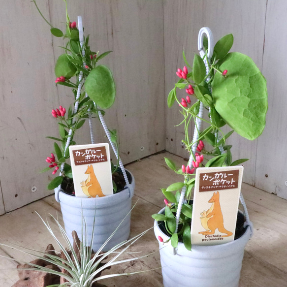 カンガルーポケット♡ディスキディア♡観葉植物♡鉢ごと♡ 1枚目の画像