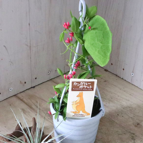 カンガルーポケット♡ディスキディア♡観葉植物♡鉢ごと♡ 7枚目の画像