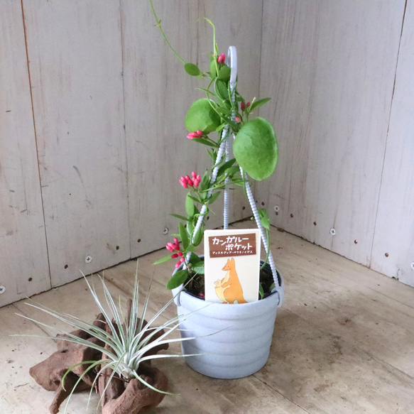 カンガルーポケット♡ディスキディア♡観葉植物♡鉢ごと♡ 4枚目の画像