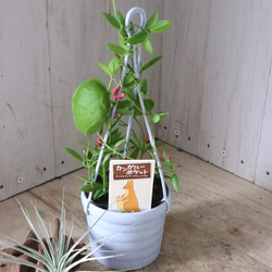 カンガルーポケット♡ディスキディア♡観葉植物♡鉢ごと♡ 13枚目の画像