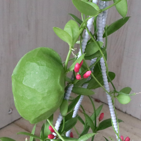 カンガルーポケット♡ディスキディア♡観葉植物♡鉢ごと♡ 16枚目の画像