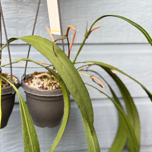 超希少❗️多葉❗️アンスリウム　ビッタリフォリウム✨ アンスリウム ビッタリフォリウム 斑入り 2号ポリポット – RARE