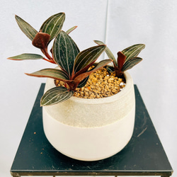 ［現品］90番　エスキナンサス　マルモラタス　5号　観葉植物　室内　吊り下げ ae83638e42642e236ef3269b849b8a