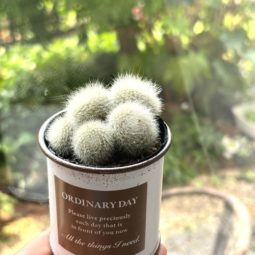 雪晃 サボテン 多肉植物 鉢植え そのまま飾れる パロディア