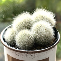 雪晃 サボテン 多肉植物 鉢植え そのまま飾れる パロディア