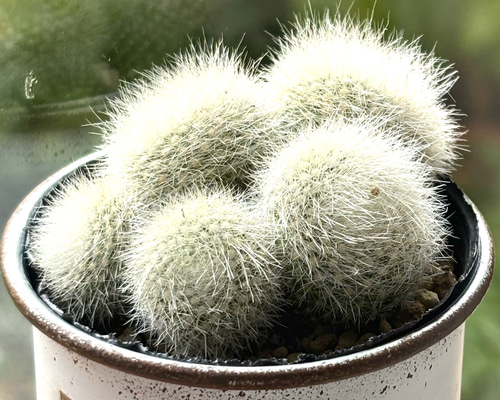 サボテン 雪晃♡抜き苗(^○^) 【公式通販】