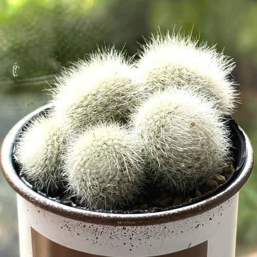 サボテン 雪晃♡抜き苗(^○^) 【公式通販】